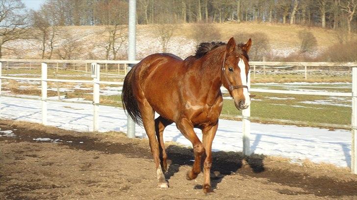 Anden særlig race Vestergård Nikita - feb 2011 da jeg lige hade fået hende hjem billede 2