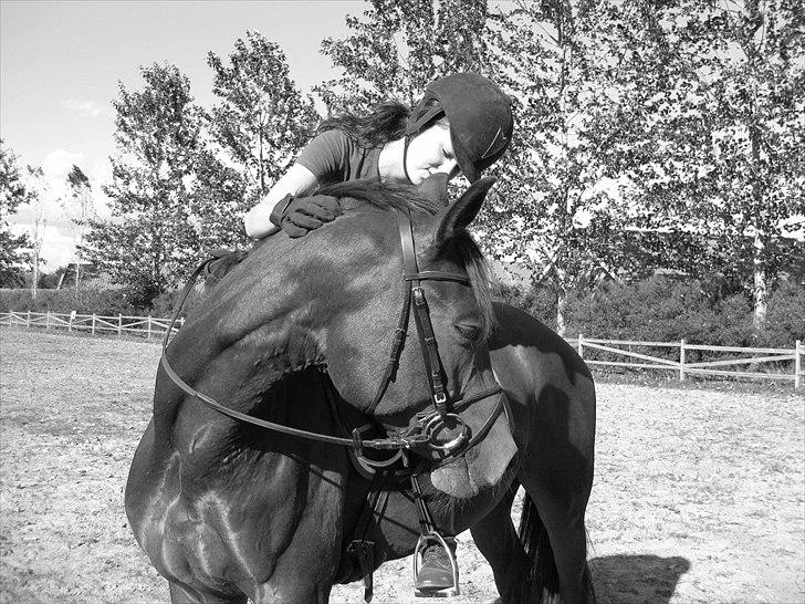 Trakehner Hronas - Hronas 6/9 - 2010 billede 14