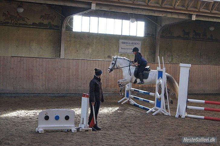 DSP Tranholms Maici *Givet væk* - Sløjfe på GEK d. 5 marts Taget af Samanta billede 11