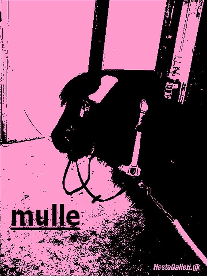 Shetlænder mulle *passer* billede 15