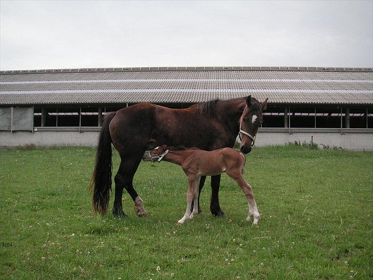Welsh Cob (sec D) De Busies Bound for Glory - Babyen skal have mad :) første gang på græs! billede 16