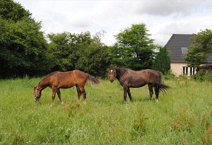 Welsh Cob (sec D) De Busies Bound for Glory - Mor og barn, ugen før han blev taget fra. billede 17