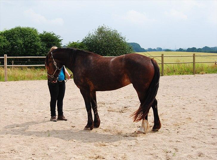 Welsh Cob (sec D) De Busies Bound for Glory - Træning på banen, nu skal Glory igang med træningen. billede 18