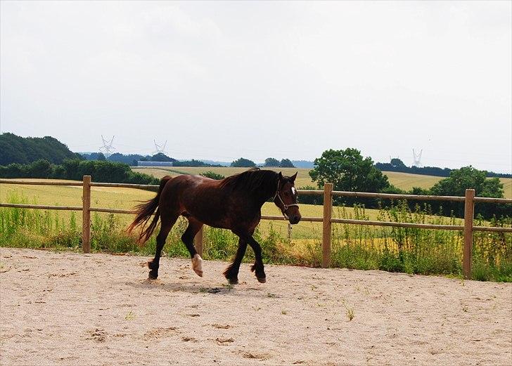Welsh Cob (sec D) De Busies Bound for Glory - Fin hest billede 19