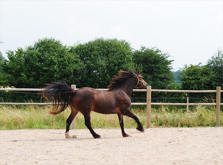 Welsh Cob (sec D) De Busies Bound for Glory - Så kom der fyt i hende :D billede 20
