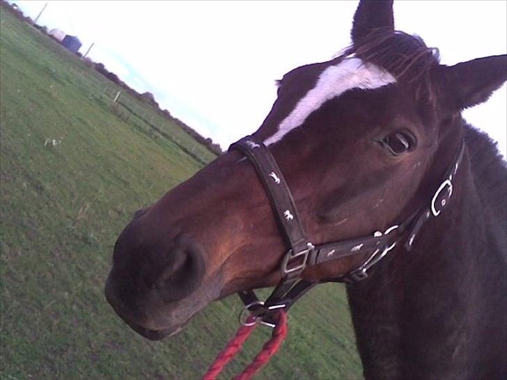 Traver Fie Rico - Fie på græs :-) billede 1