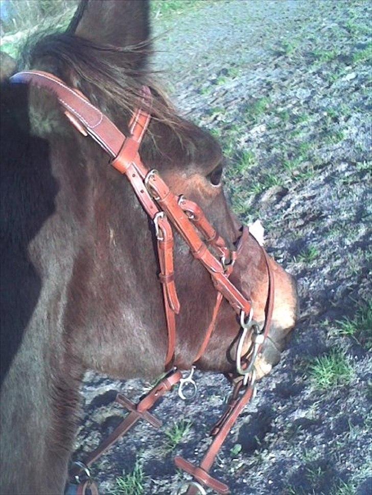 Traver Fie Rico - Fie til spring undervisning. ;-) billede 2