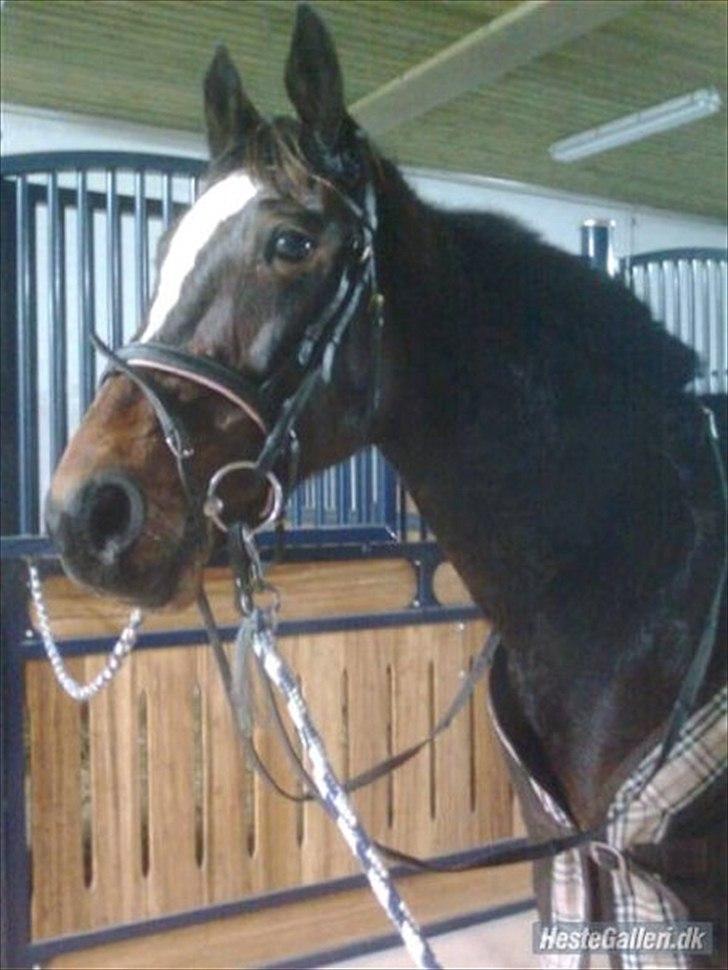 Traver Fie Rico - I stalden. :-) billede 3