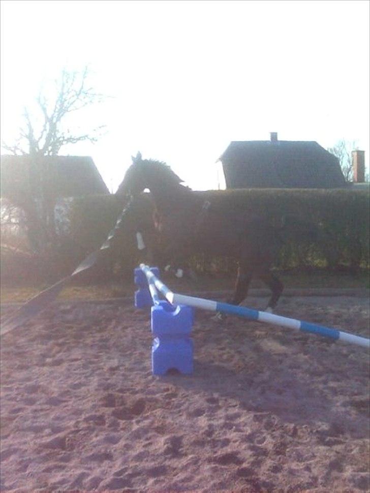 Traver Fie Rico - Hopla. :-) billede 7