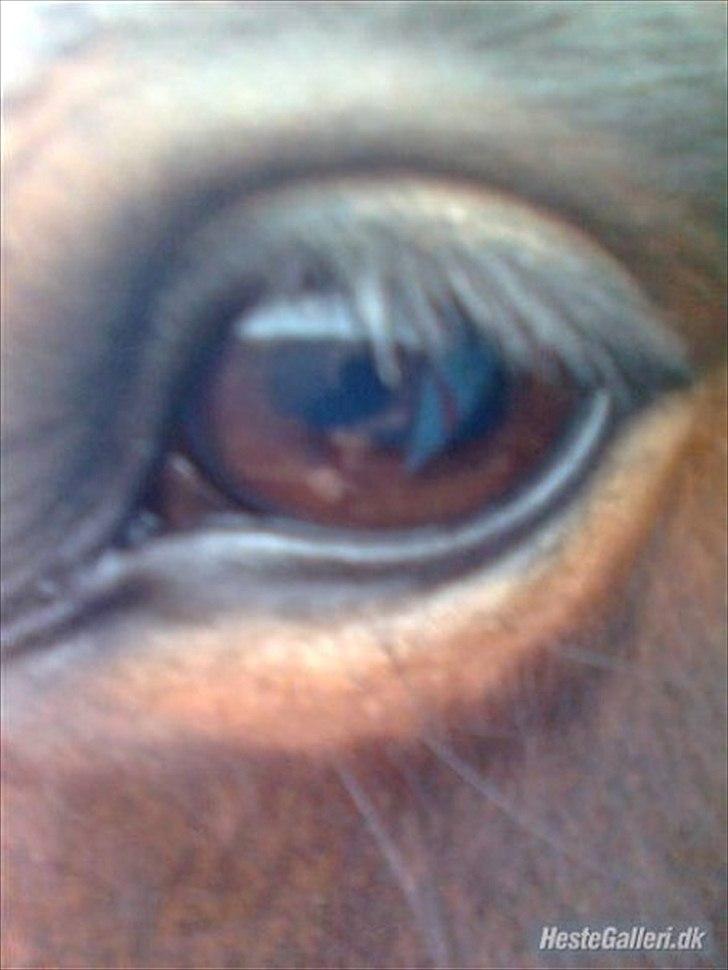 Traver Fie Rico - Du har de dejligste brune øjne! :-) billede 9