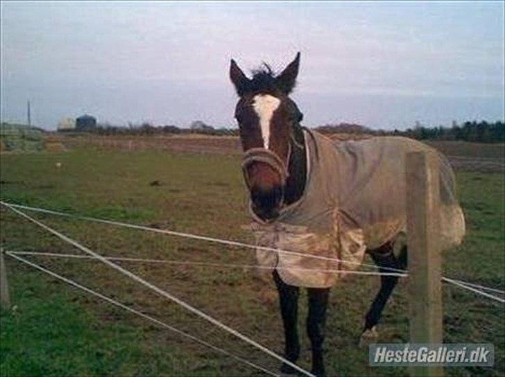 Traver Fie Rico - Smukke Fie. ;-) billede 10