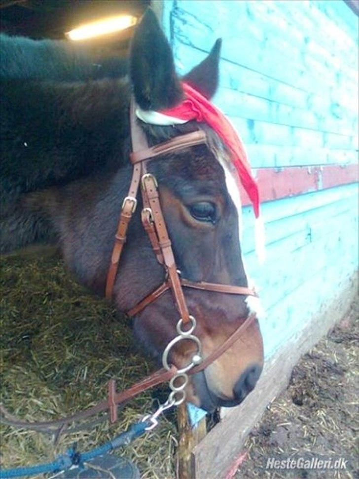 Traver Fie Rico - så har man fået nisse hue på. :-P billede 11