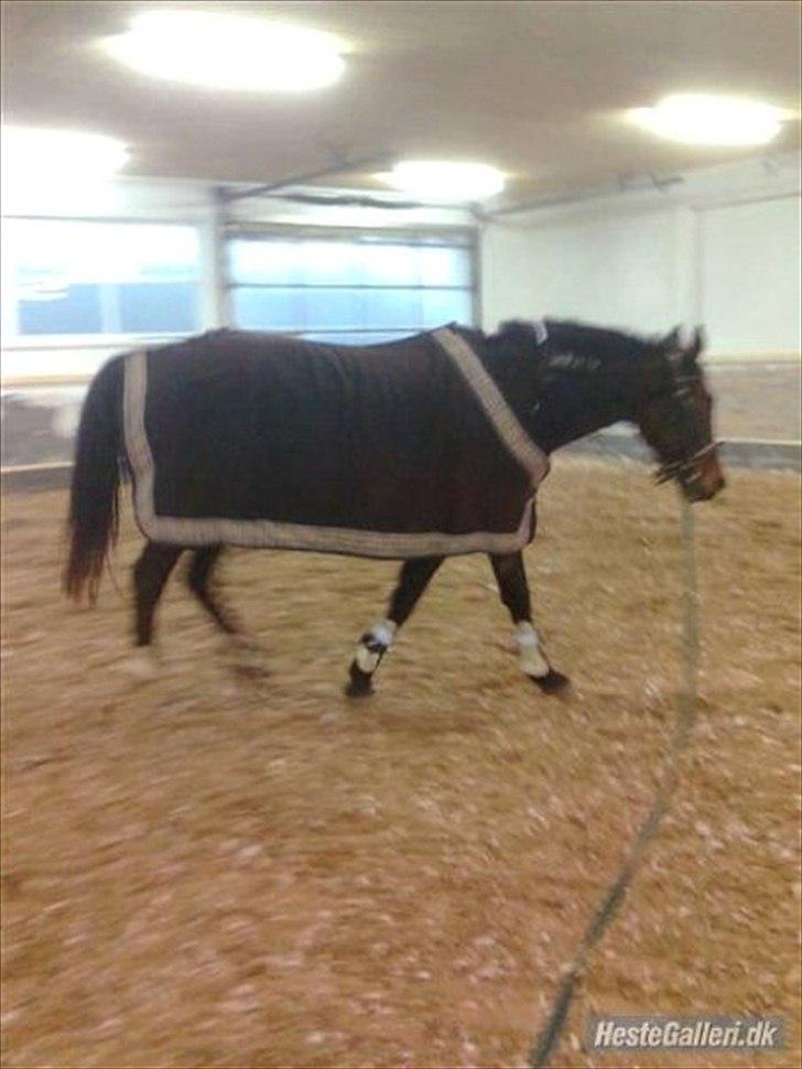 Traver Fie Rico - skridte af. :-) billede 12