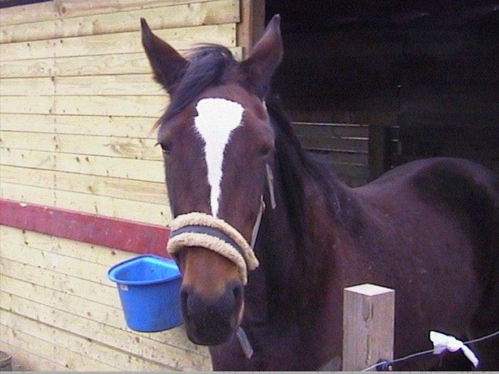 Traver Fie Rico - Dejlige Dejlige smukke Fie! :-O billede 13