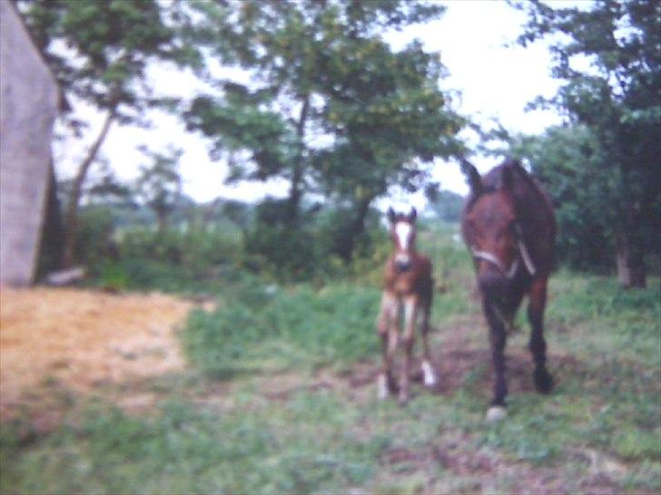 Traver Fie Rico - Fie som føl, og hendes mor Oragel. ;-) billede 14