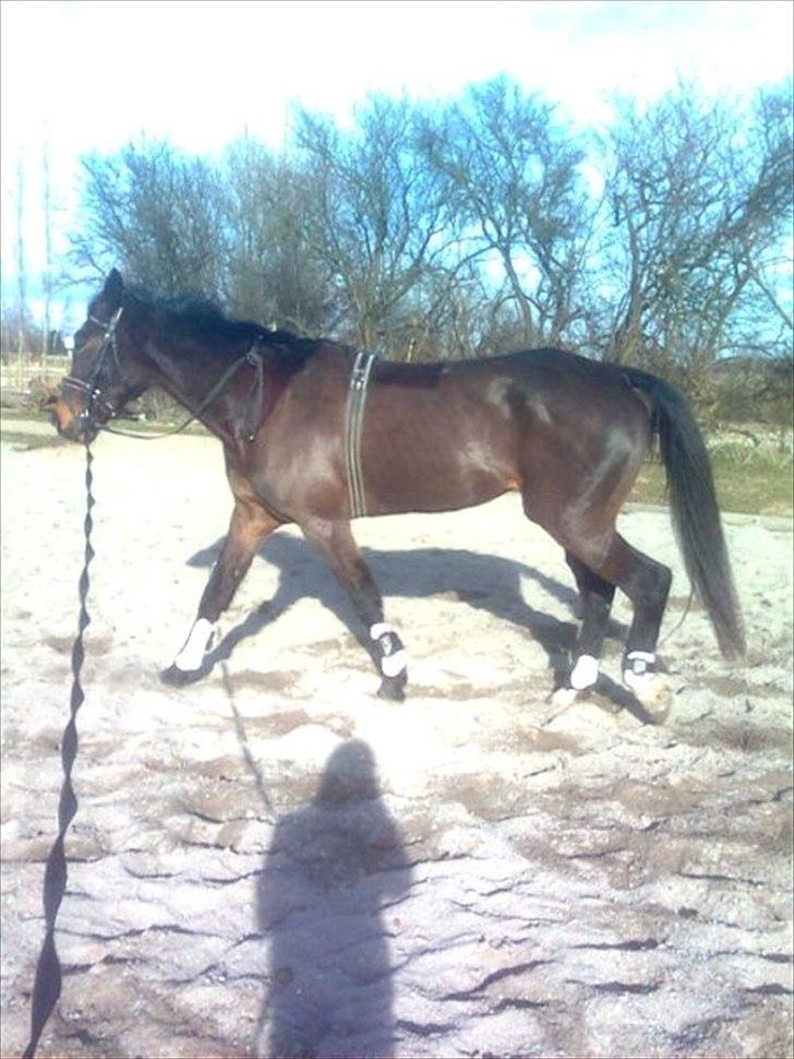 Traver Fie Rico - Longering. ;-) billede 16