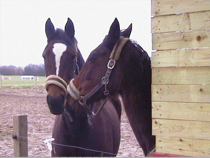 Traver Fie Rico - Fie og hendes mor Oragel .  billede 17