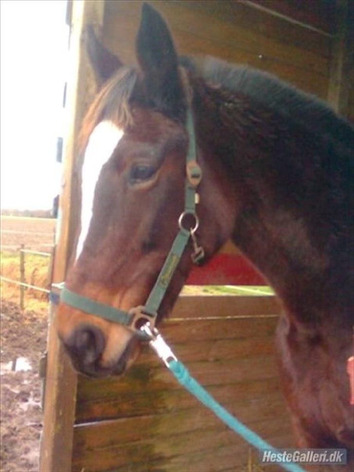 Traver Fie Rico - hanekam :-) billede 19