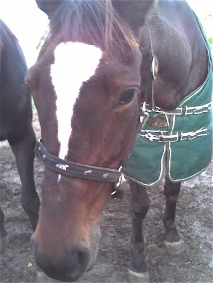 Traver Fie Rico - Smukke. !!! :-) billede 20