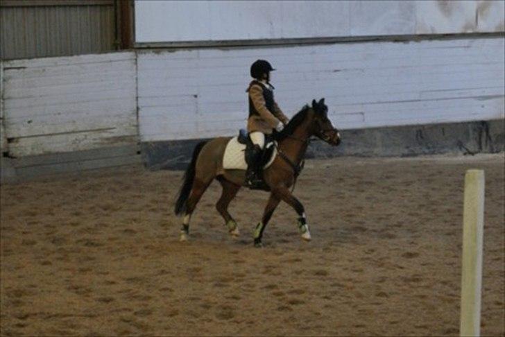 Hollandsk Sportspony Star Jumper. Lånt ½ år  billede 8