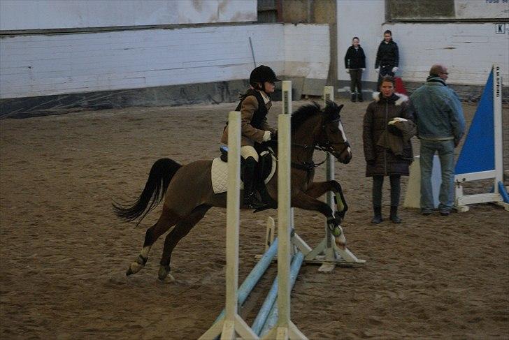 Hollandsk Sportspony Star Jumper. Lånt ½ år  - min lille speed pony=`) billede 9