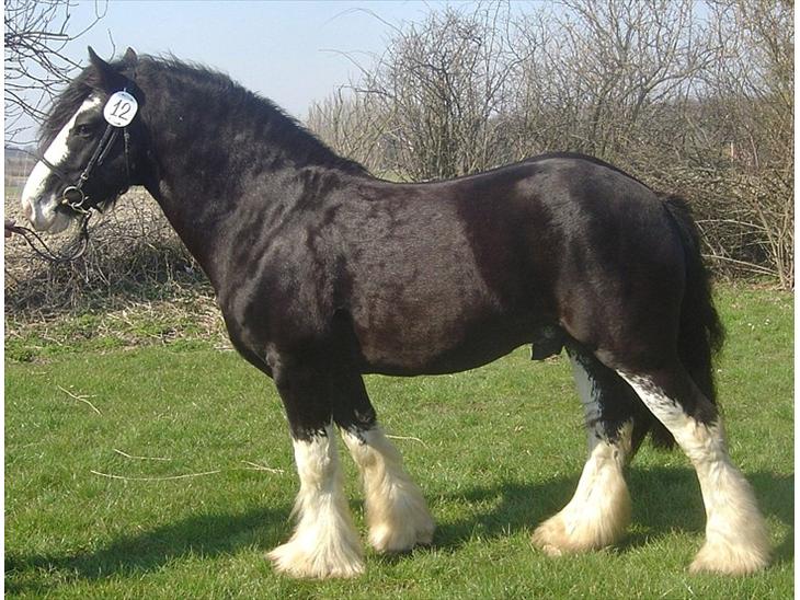 irish-cob-naebbets-black-spirit.jpg