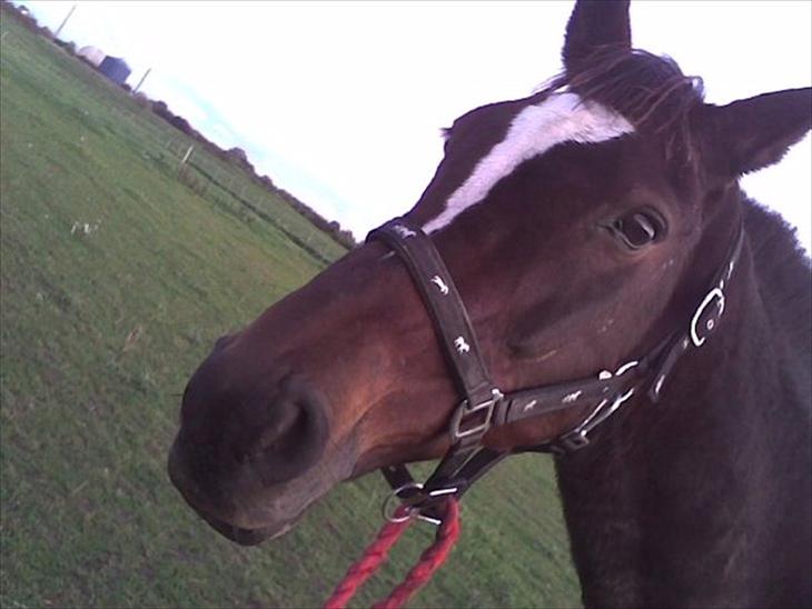 {{currentPhoto.altText}} billede {{currentPhoto.number}}