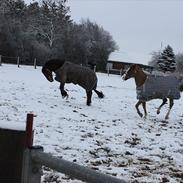 Anden særlig race Sheik <3 