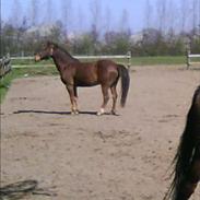 Anden særlig race Diamond von Nørgaard