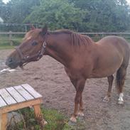 Anden særlig race Diamond von Nørgaard