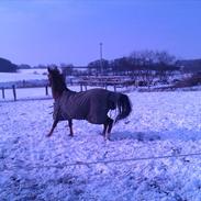 Anden særlig race Diamond von Nørgaard