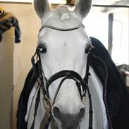 Anden særlig race Papaya