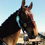 Oldenborg Classic Carismo