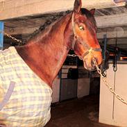 Oldenborg Classic Carismo