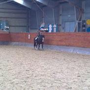 Anden særlig race Gazel (dressur pony )