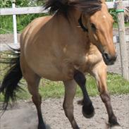 Anden særlig race Kikki