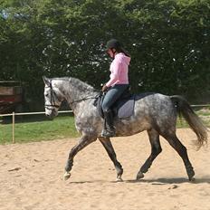 Dansk Varmblod Macon