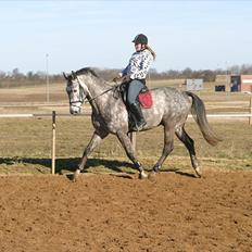 Dansk Varmblod Macon