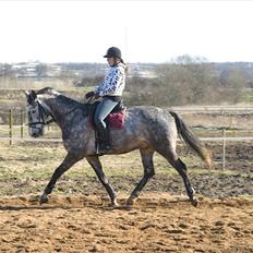 Dansk Varmblod Macon