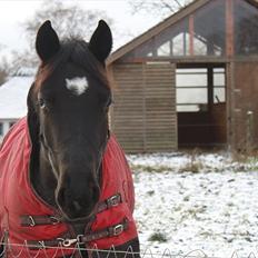 Anden særlig race CHIMAY