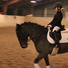 Anden særlig race Sheik <3 