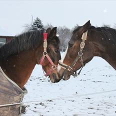 Anden særlig race Sheik <3 