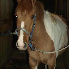 Anden særlig race Canupa ¤