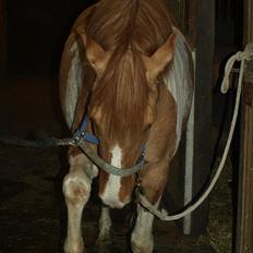 Anden særlig race Canupa ¤