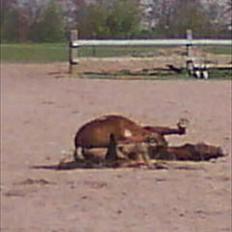 Anden særlig race Diamond von Nørgaard