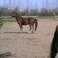 Anden særlig race Diamond von Nørgaard