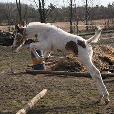 Pinto Captain Morgan 