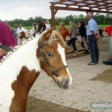 Pinto Svalebo's Red Bull