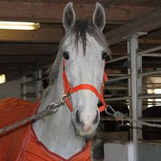 Oldenborg Allegårdens Balou