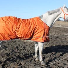 Oldenborg Allegårdens Balou